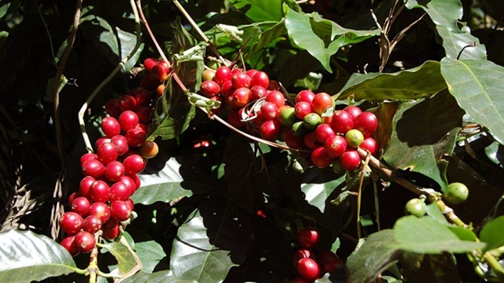 Minum Kopi Tradisi Turun Temurun Suku Sasak?