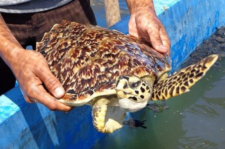 Penyu sisik di Pulau Maspari. (Foto: instagram.com/pulaumaspari)