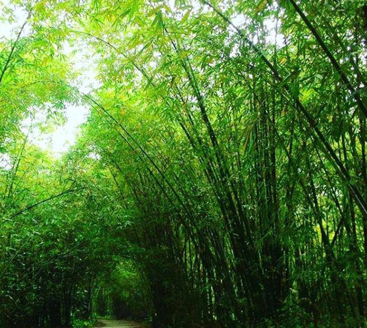 Berwisata di Hutan Bambu nan Cantik, Dijamin Gak Nyesel