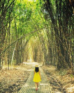 Hutan Bambu Desa Penglipuran yang adem. (foto: Instagram @nie.marcello)