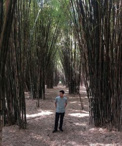 Hutan Bambu Keputih. (foto: Instagram @jokowarsito)