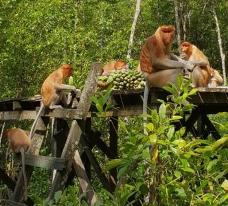 Kawasan Konservasi Mangrove dan Bekantan Tarakan. (Foto: instagram.com/jf_7n15a)