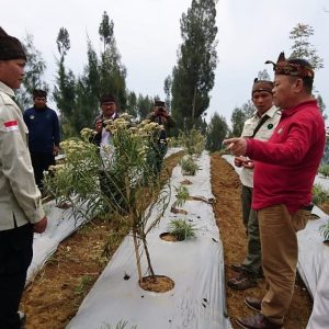 Pengembangan edelweiss di Desa Ngadisari. (Foto: instagram@tnbromotenggersemeru)