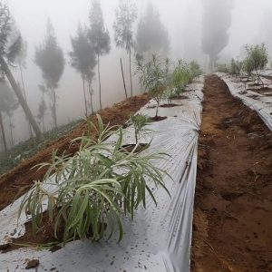 Pembibitan edelweiss di Desa Wonokitri. (Foto: instagram@tnbromotenggersemeru)