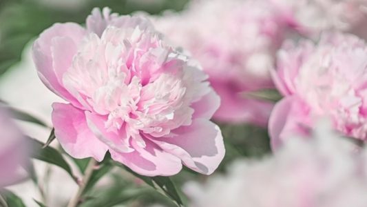 Bunga Peony. (Foto: Shutterstock.com)