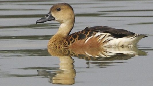 burung belibis di danau belibis