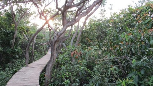 jalur trekking di tengah hutan mangrove