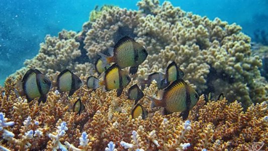 ikan kecil dan terumbu karang