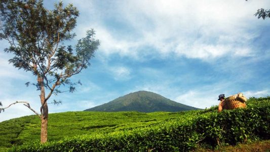 kebun teh di pagar alam