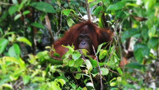 orangutan di sekitar sungai sekonyer