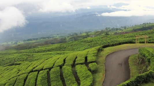 perkebunan teh gunung dempo