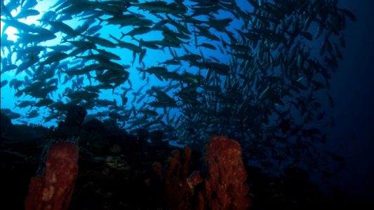 diving di kepulauan togean