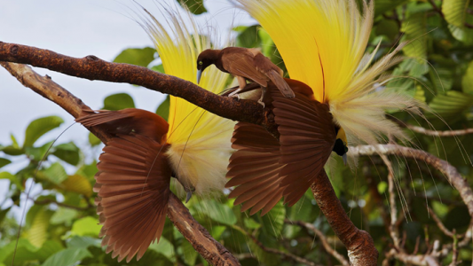 burung cenderawasih menari