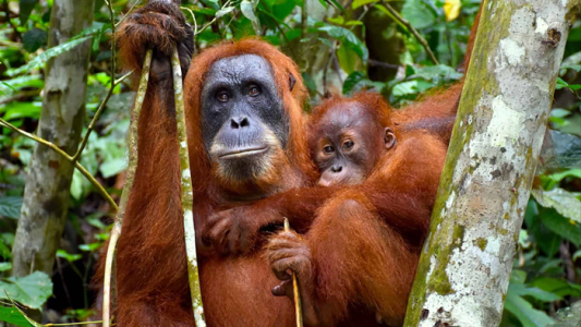 orangutan di bukit lawang