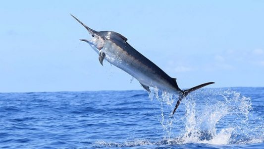 ikan marlin hitam hidup di laut tropis