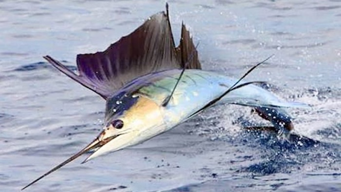 Black Marlin, Ikan Tercepat di Dunia