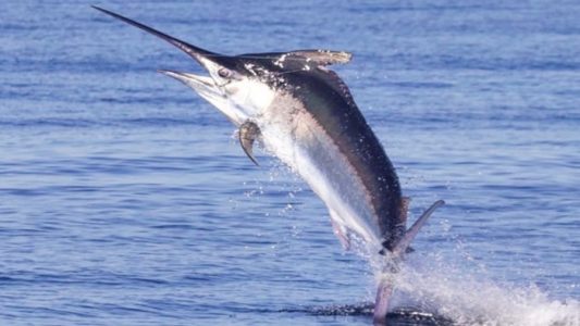 kecepatan ikan black marlin