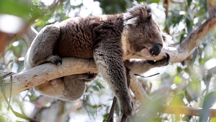 Koala Hewan Pemalas yang Bikin Gemas