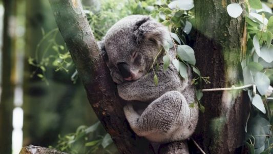 fakta unik koala