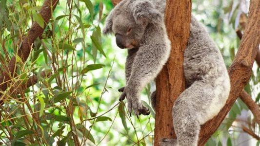 waktu tidur koala