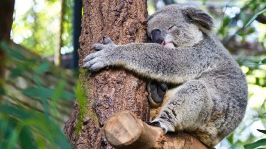 koala juga jarang minum