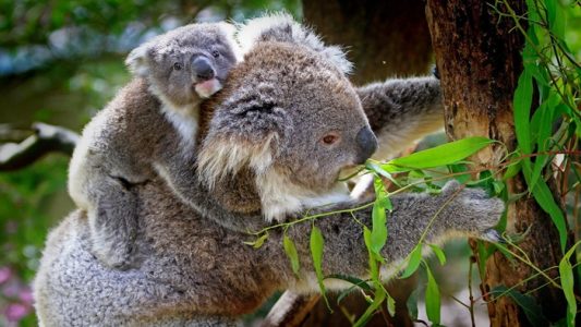 koala bukan hewan peliharaan