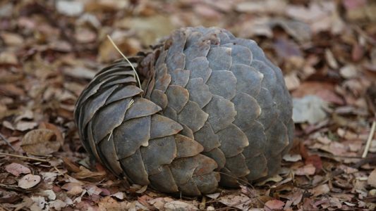 trenggiling lamban berkembang biak