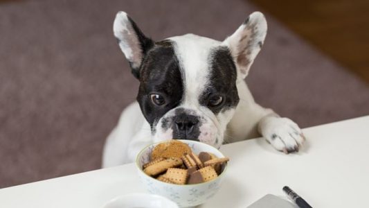 gejala anjing keracunan karena cokelat