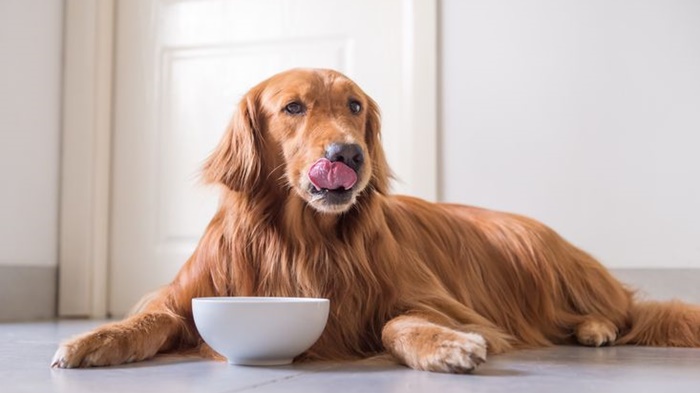 Awas, Jangan Sampai Anjing Makan Cokelat