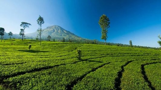 kawasan argowisata tambi